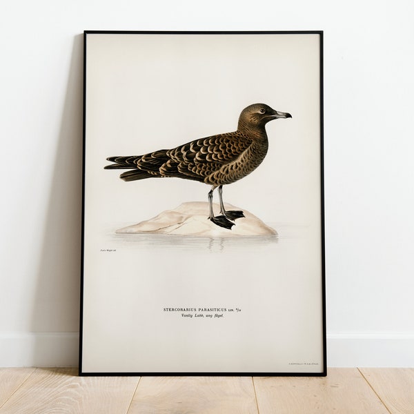 Parasitic Jaeger Bird Wall Art Print Poster | High Quality Archival Classic Home Decor Giclee Vintage Nature Bird Artwork