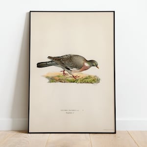 Wood Pigeon Male Bird Wall Art Print Poster | High Quality Archival Classic Home Decor Giclee Vintage Nature Artwork Bird Print
