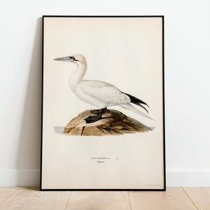Póster con impresión artística de pared de pájaro marino alcatraz del norte / Decoración clásica para el hogar de archivo de alta calidad Giclée Obra de arte vintage de aves naturales