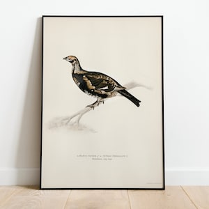 Black Grouse Hybrid Game Bird Wall Art Print Poster | High Quality Archival Classic Home Decor Giclee Vintage Nature Bird Artwork