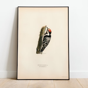 Op de afbeelding: Een vintage illustratie van een Kleine Bonte Specht, een kleine zwart-witte vogel met een rode kroon, die op een tak zit. De illustratie is in een zwart frame en heeft de tekst "DOWNY WOODPECKER" en "Little Downy Woodpecker" onder de afbeelding.