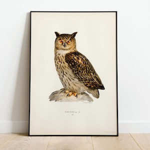 Eurasian Eagle-Owl Bird Wall Art Print Poster | High Quality Archival Classic Home Decor Giclee Vintage Nature Artwork Bird Print