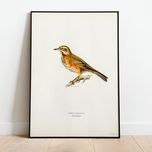 Redwing Bird Wall Art Print Poster | High Quality Archival Classic Home Decor Giclee Vintage Bird Nature Artwork Print