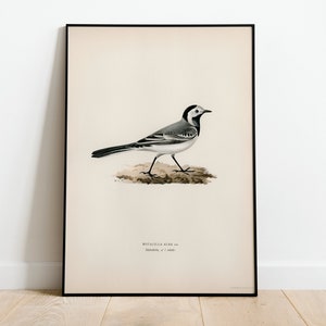 Puede incluir: Una ilustración vintage de una lavandera blanca, un pequeño pájaro cantor de cola larga, posado en un trozo de tierra. El pájaro está representado en tonos de gris, blanco y negro, con una ilustración detallada de sus plumas. La ilustración está enmarcada en un marco negro y colocada sobre un fondo crema.