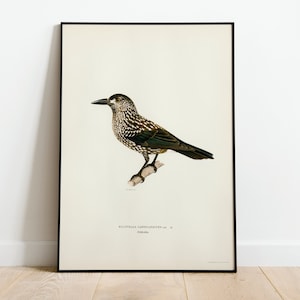 May include: A vintage illustration of a brown and green bird with black eyes perched on a branch. The bird is depicted in a detailed, realistic style. The illustration is framed in black and has the text "Nucifraga caryocatactes L.  Nutcracker" at the bottom.