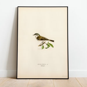 Póster con impresión artística de pared de pájaro curruca zarcera menor / Decoración clásica para el hogar de archivo de alta calidad Giclée Obra de arte vintage de aves naturales