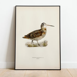 Póster con impresión artística de pájaro becada para pared, decoración clásica para el hogar de archivo de alta calidad, obra de arte vintage con pájaros naturales