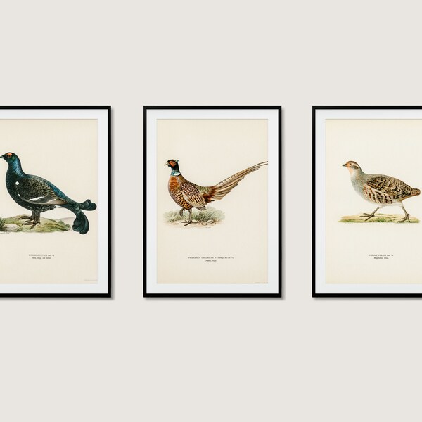 Game Bird Collection Wall Art Print Poster | Grouse Pheasant Partridge | 3x High Quality Home Decor Vintage Nature Set Of 3