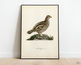 Peut inclure: Une illustration vintage d'un Tetrastes bonasia, également connu sous le nom de Gélinotte des bois, perché sur un rocher avec de la végétation verte. L'oiseau est représenté dans des couleurs réalistes détaillées, avec des marques brunes, noires et blanches. L'illustration est encadrée en noir et porte le texte "TETRASTES BONASIA, Linn.  " et "Taille 9" imprimé sous l'image.