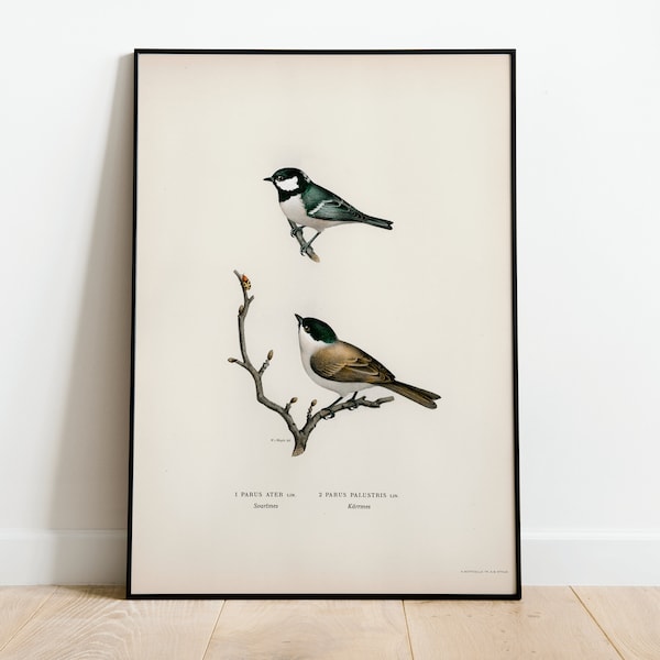 Koolmees vogel Wall Art Print Poster | Hoge kwaliteit archivering klassieke Home Decor Giclee Vintage natuurkunstwerk vogelprint