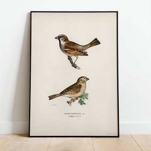 House Sparrow Bird Wall Art Print Poster | High Quality Archival Classic Home Decor Giclee Vintage Nature Artwork Bird Print