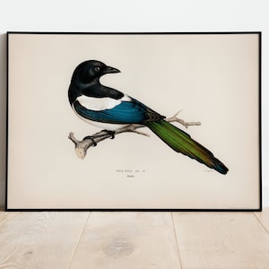 Póster con impresión artística de pared de pájaro urraca, tamaño A3, A4, alta calidad, archivo, decoración clásica para el hogar, Giclée, obra de arte vintage con pájaros naturales