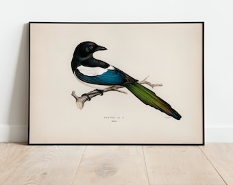 Magpie Bird Wall Art Print Poster | A3 A4 | High Quality Archival Classic Home Decor Giclee Vintage Nature Bird Artwork