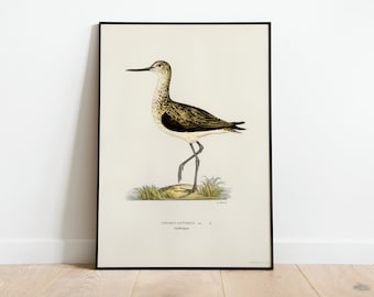 Greenshank Bird Wall Art Print Poster | High Quality Archival Classic Home Decor Giclee Vintage Nature Artwork Bird Print