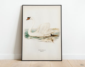 Mute Swan Male Bird Wall Art Print Poster | High Quality Archival Classic Home Decor Giclee Vintage Nature Artwork Bird Print