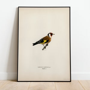 Stampa artistica da parete con uccello cardellino / Stampa artistica vintage Giclée di alta qualità, classica, d'archivio, per la casa, natura, uccelli