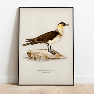 Póster con impresión artística de pájaro Pomarine Jaeger para pared, decoración clásica para el hogar de archivo de alta calidad, obra de arte vintage con diseño de aves naturales