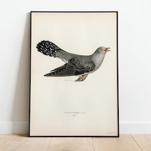 Póster con impresión artística de pared de pájaro macho cuco/impresión de arte de naturaleza vintage Giclée de decoración clásica para el hogar de archivo de alta calidad