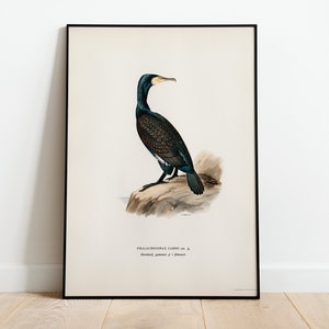 Grande cormorano uccello stampa artistica da parete poster / alta qualità archivio classico arredamento casa giclée vintage natura opera d'arte uccello stampa