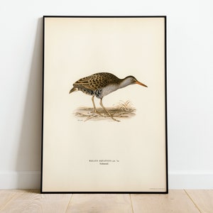 Wasserschiene Vogel Wand Kunst Druck Poster | Hochwertiges Archival Classic Home Decor Giclee Vintage Natur Vogel Kunstwerk