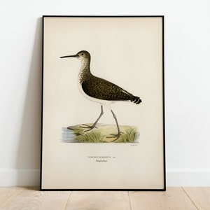 Green Sandpiper Bird Wall Art Print Poster | High Quality Archival Classic Home Decor Giclee Vintage Nature Bird Artwork