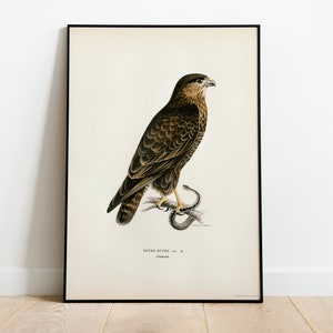 Buzzard Bird Of Prey Wall Art Print Poster | High Quality Archival Classic Home Decor Giclee Vintage Nature Artwork Bird Print