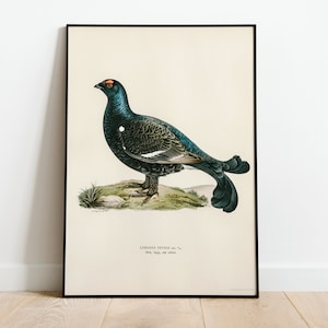 Black Grouse Bird Wall Art Print Poster | High Quality Archival Classic Home Decor Giclee Vintage Nature Artwork Bird Print