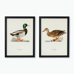 Poster da parete con stampa artistica della collezione Mallard Duck Bird / 2x set di stampe artistiche di uccelli vintage di alta qualità per la casa, 2 pezzi