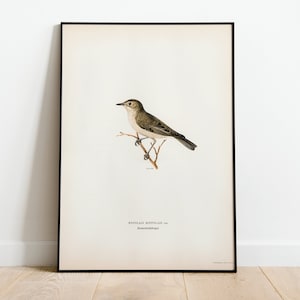 Baumsänger Vogel Wand Kunst Druck Poster | Hochwertiges Archival Classic Home Decor Giclee Vintage Natur Vogel Kunstwerk