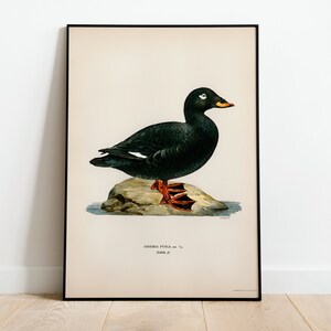 Póster con impresión artística de pared de pájaro pato macho de terciopelo negro / Decoración clásica para el hogar de archivo de alta calidad Giclée Obra de arte de pájaro natural vintage