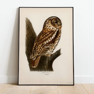 Tawny Owl Bird Of Prey Wall Art Print Poster | High Quality Archival Classic Home Decor Giclee Vintage Nature Artwork Bird Print