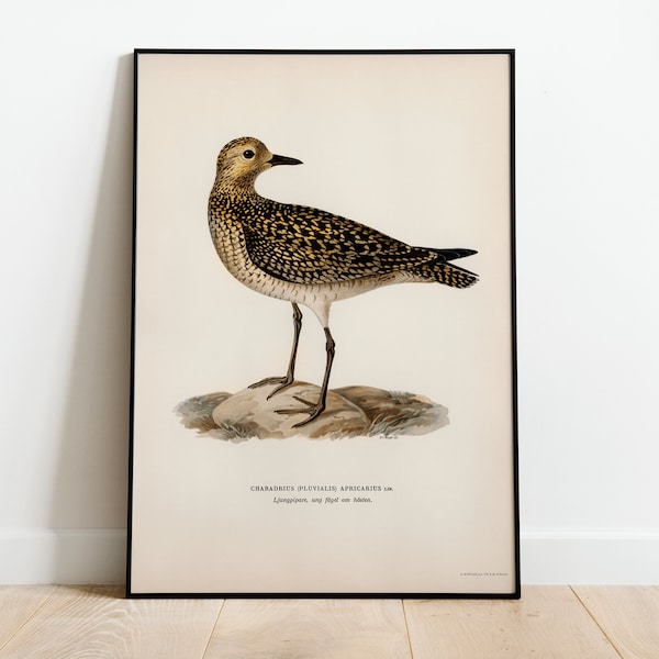 Golden Plover Bird Wall Art Print Poster | High Quality Archival Classic Home Decor Giclee Vintage Nature Bird Artwork