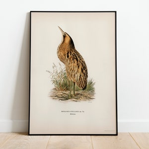 Póster con impresión artística de pájaro avetoro para pared, decoración clásica para el hogar de archivo de alta calidad, obra de arte vintage de naturaleza Giclée, impresión de pájaro