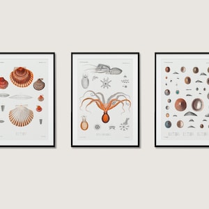 Op de afbeelding: Drie ingelijste vintage illustraties van zeeleven. De eerste toont een verscheidenheid aan schelpen van verschillende groottes en hoeken. De tweede toont een octopus met zijn tentakels uitgespreid en een verscheidenheid aan andere zeedieren. De derde toont een verzameling van verschillende soorten schelpen.