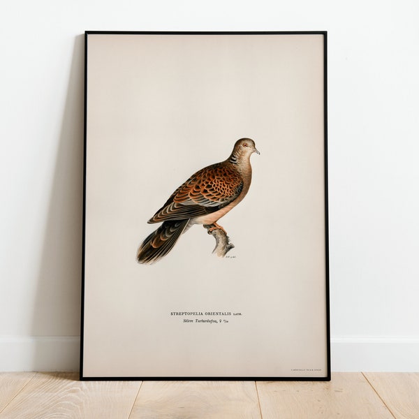 Oriental Turtle Dove Female Bird Wall Art Print Poster | High Quality Archival Classic Home Decor Giclee Vintage Nature Artwork