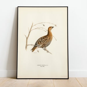 Black Grouse Game Bird Wall Art Print Poster | High Quality Archival Classic Home Decor Giclee Vintage Nature Artwork Bird Print