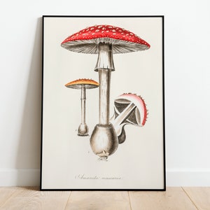 Rote Pilz Pilze Botanische Wand Kunst Druck Poster | A3-A4-A5 | Hochwertiges Klassisches Foto Blumen Wohnkultur Vintage Art Deco Minimalist
