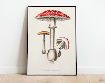 May include: Vintage botanical illustration of three red and white mushrooms with black and white details. The illustration is framed in a black frame and has the text "Amanita muscaria" at the bottom.
