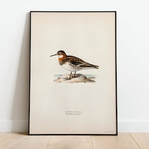 Póster con impresión artística de pared de pájaro falaropo de cuello rojo/Decoración para el hogar clásica de archivo de alta calidad Giclée Obra de arte vintage de aves naturales