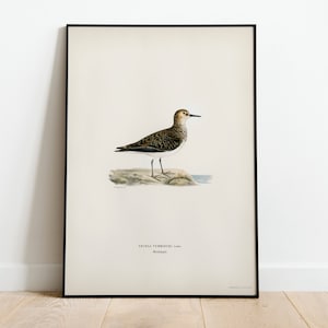 May include: A vintage illustration of a brown and white bird with a long beak standing on a rock. The bird is identified as "TRINGA TEMMINCKII, Gm." and "Rougette".