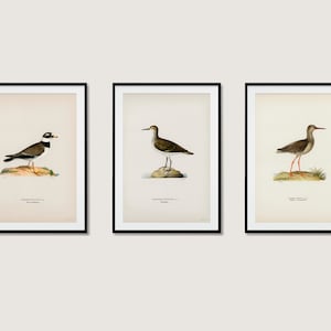 Póster de arte de pared con colección de aves zancudas, chorlito anillado, archibebe común, 3 unidades, decoración del hogar de alta calidad, juego de 3