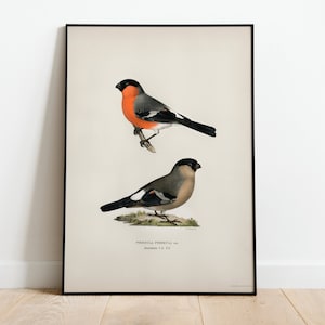 Póster con impresión artística de pared de pájaro camachuelo / Impresión de pájaro de arte de naturaleza vintage Giclée de decoración clásica para el hogar de archivo de alta calidad