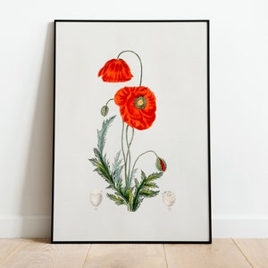 Poppy Flower Botanical Wall Art Print Poster | A3 A4 A5 | High Quality Classic Photo Flowers Home Decor Giclee Vintage Arto Deco Minimalist