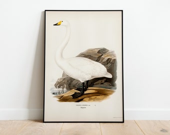 Whooper Swan Bird Wall Art Print Poster | High Quality Archival Classic Home Decor Giclee Vintage Nature Artwork Bird Print