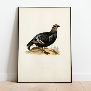 Black Grouse Game Bird Wall Art Print Poster | High Quality Archival Classic Home Decor Giclee Vintage Nature Bird Artwork