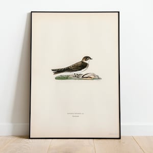 Póster con impresión artística de pared de pájaro Sand Martin / Decoración clásica para el hogar de archivo de alta calidad Giclée Obra de arte vintage con pájaros naturales