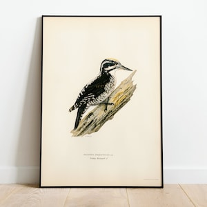 Three Toed Woodpecker Bird Wall Art Print Poster | High Quality Archival Classic Home Decor Giclee Vintage Nature Bird Artwork