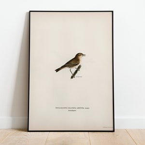 Póster con impresión artística de pájaro mosquitero para pared, decoración clásica para el hogar de archivo de alta calidad, obra de arte vintage con pájaros naturales