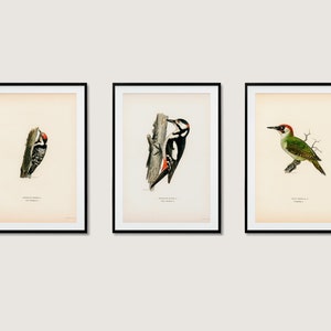 Specht Vogel Sammlung Wand Kunst Druck Poster | Kleiner Grünspecht | 3x Hochwertiges Home Decor Natur 3er Set