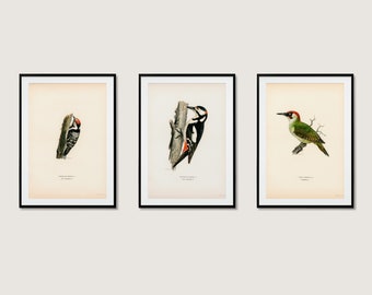 Póster de arte de pared con colección de pájaros carpinteros, pájaros carpinteros verdes pequeños, 3 piezas de decoración natural de alta calidad para el hogar